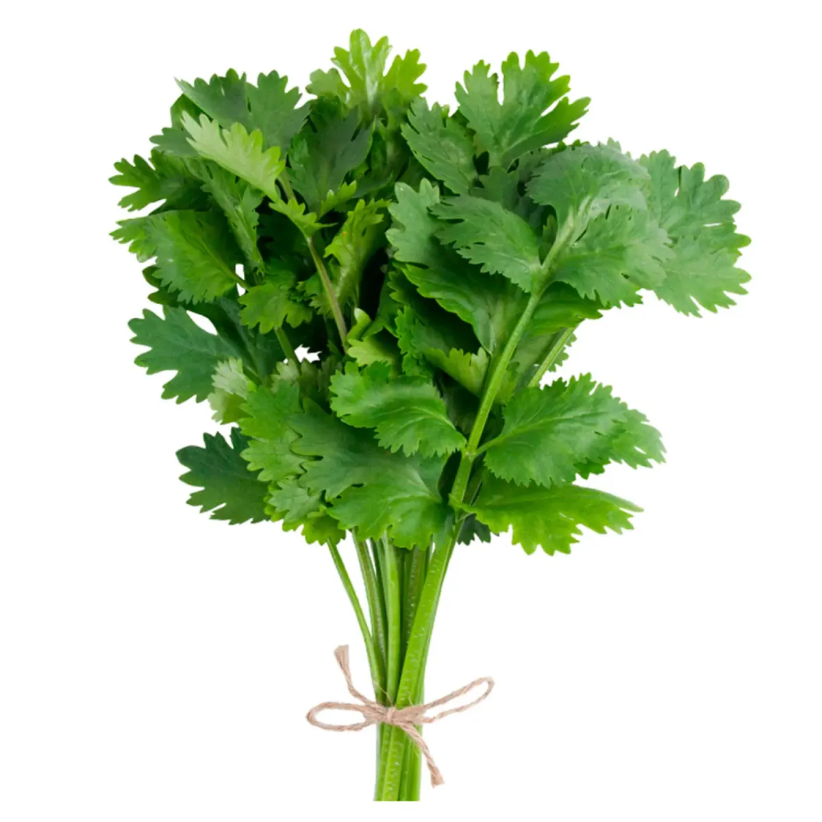 Cilantro