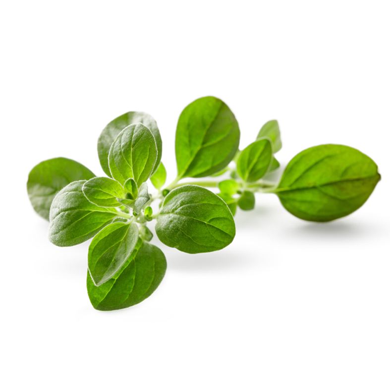Oregano Fresco 