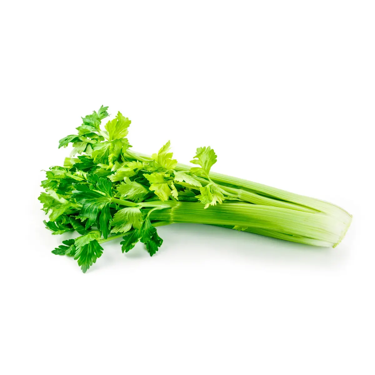 Apio planta