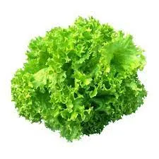 Lechuga crespa