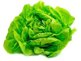 Lechuga manteca
