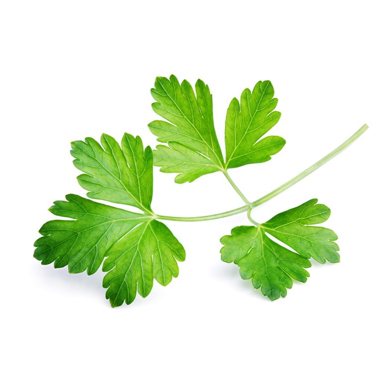 Cilantro , precio por paquete