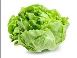 Lechuga Manteca grande, precio por unidad