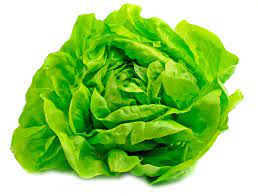 Lechuga manteca , precio por unidad
